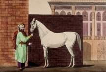 ريـتـش خيول بغداد (2)